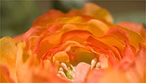 Blume